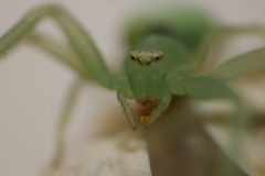 Misumena spinifera