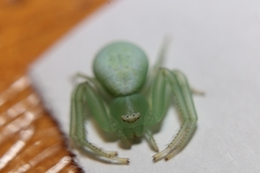 Misumena spinifera