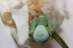 Misumena spinifera
