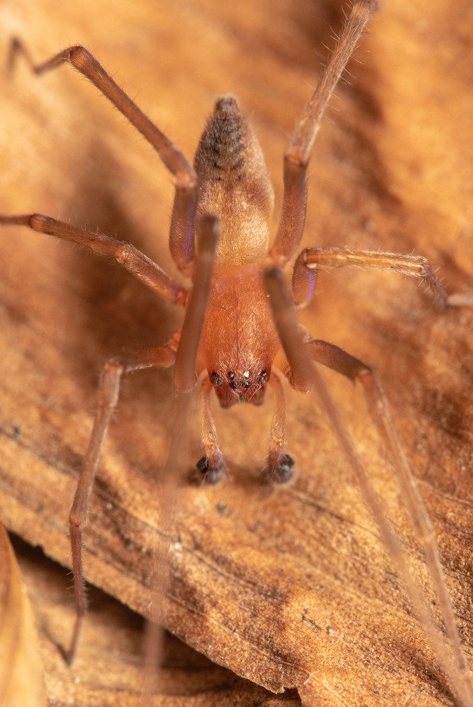 Cheiramiona collinita