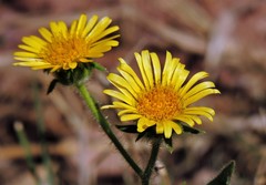 Microliabum polymnioides