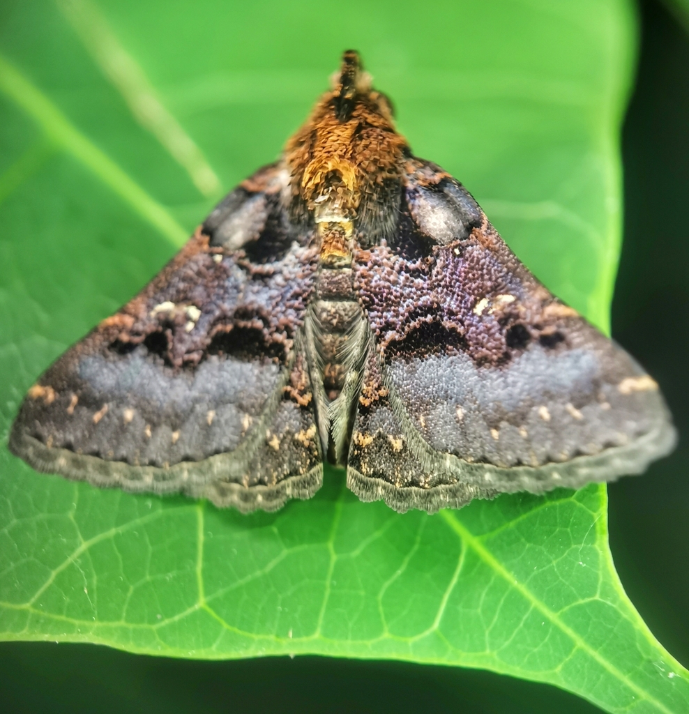 Bertula
