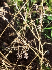 Lepidium graminifolium