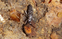 Pogonognathellus longicornis