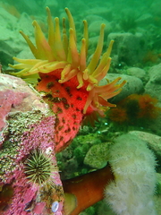 Cribrinopsis similis