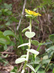 Dimerostemma vestitum