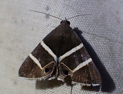 Grammodes oculata
