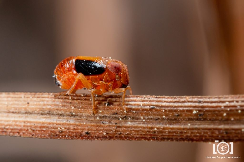 Bruchomorpha jocosa