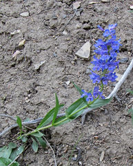Penstemon cyaneus