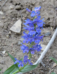 Penstemon cyaneus