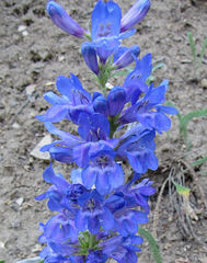 Penstemon cyaneus