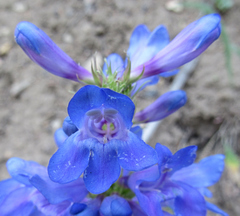 Penstemon cyaneus