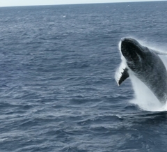 Megaptera novaeangliae