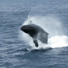 Megaptera novaeangliae