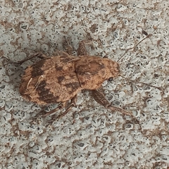 Pantomorus postfasciatus