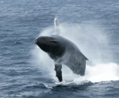 Megaptera novaeangliae