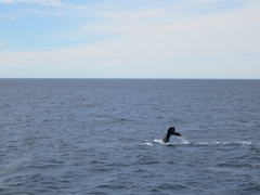 Megaptera novaeangliae