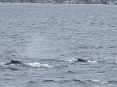 Megaptera novaeangliae