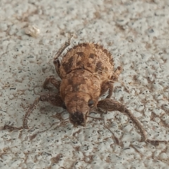 Pantomorus postfasciatus