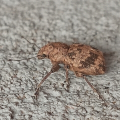 Pantomorus postfasciatus