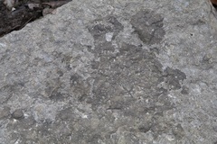 Placopyrenium fuscellum