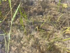 Pilularia globulifera