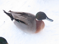 Anas platyrhynchos × acuta