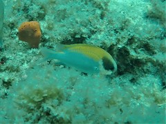 Chromis klunzingeri