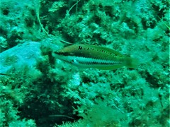 Pseudolabrus biserialis