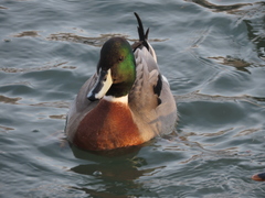 Anas platyrhynchos × acuta