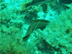 Gymnothorax prasinus