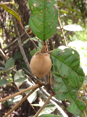 Annona monticola