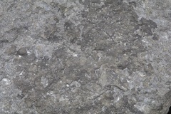 Placopyrenium fuscellum