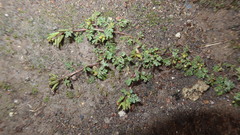 Weberbauera arequipa