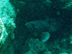 Acanthistius serratus