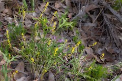 Synaphea gracillima
