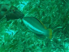 Pseudolabrus biserialis