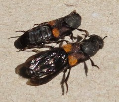 Platydracus fossator