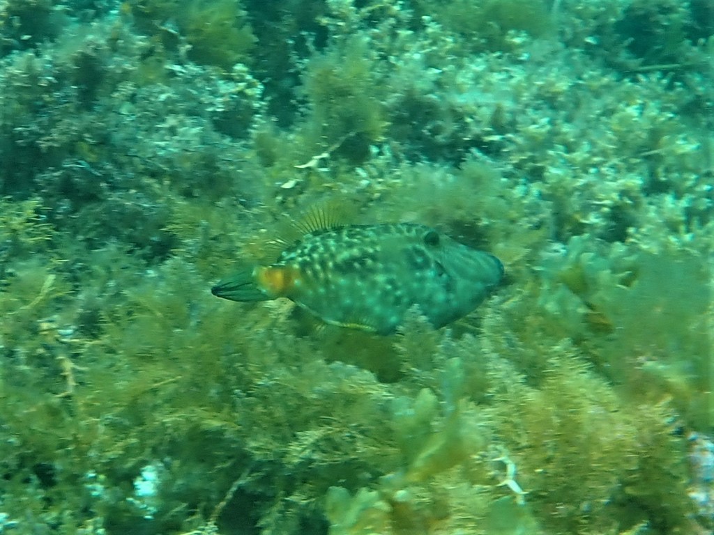 Yellow-striped leatherjacket (Meuschenia flavolineata) — Monacanthidae