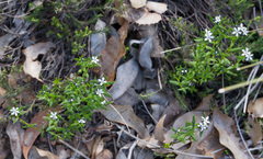 Orianthera serpyllifolia