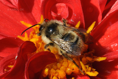 čmeľ lesný (Bombus sylvarum)