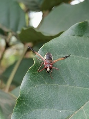 Rhynchium marginellum