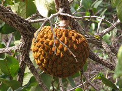 Annona crassiflora