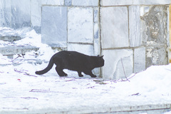 Felis catus