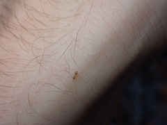 Nylanderia phantasma