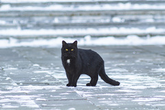 Felis catus
