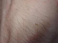 Nylanderia phantasma