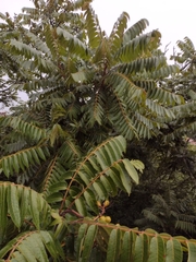 Cedrela fissilis