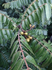 Cedrela fissilis