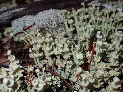 Cladonia rappii